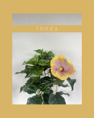 Plantas de exterior Hibiscus