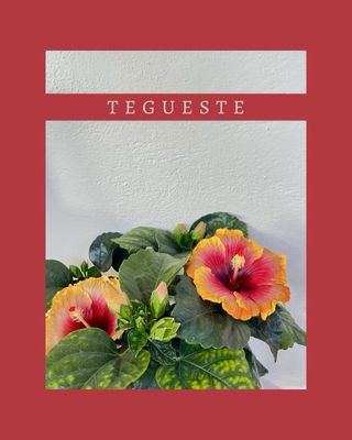 Plantas de exterior Hibiscus