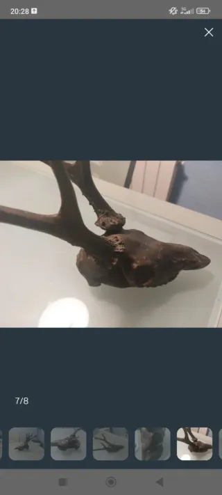 Craneo de Bronce Decorativo