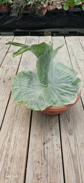 Platycerium Superbum