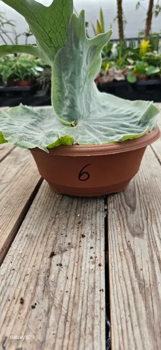 Platycerium Superbum