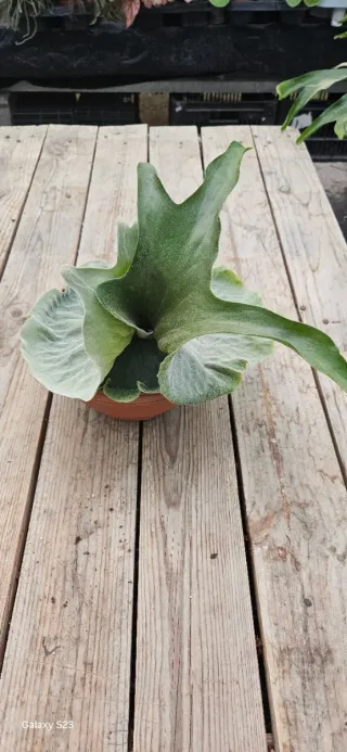 Platycerium Superbum