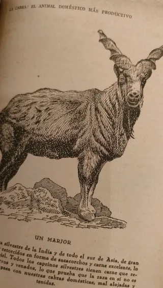 Lote 3 libros animales Canario, Cabra, Cerdo.