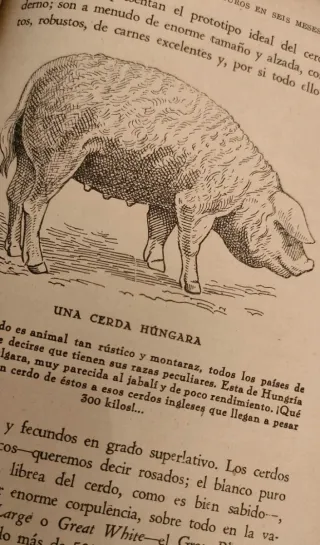 Lote 3 libros animales Canario, Cabra, Cerdo.