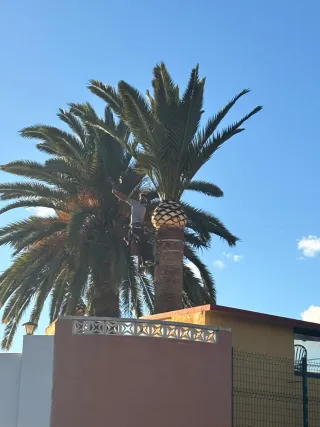 Poda y tala de árboles y jardineria en general