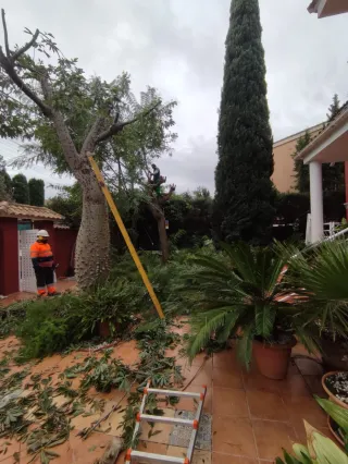 Poda y tala de árboles y jardineria en general