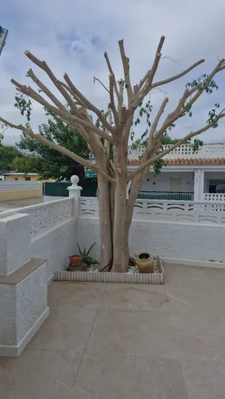 Poda y tala de árboles y jardineria en general