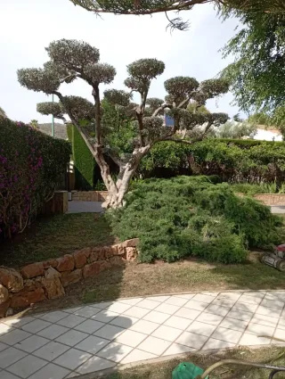 Poda y tala de árboles y jardineria en general