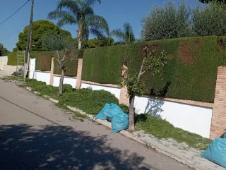 Poda y tala de árboles y jardineria en general