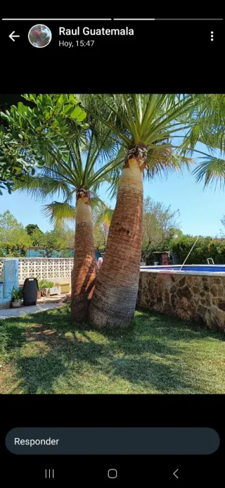 Poda y tala de árboles y jardineria en general