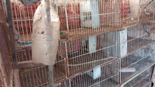 Jaulas para conejos, hurones, etc.