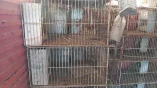 Jaulas para conejos, hurones, etc.