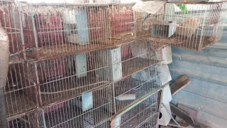 Jaulas para conejos, hurones, etc.