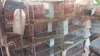 Jaulas para conejos, hurones, etc.