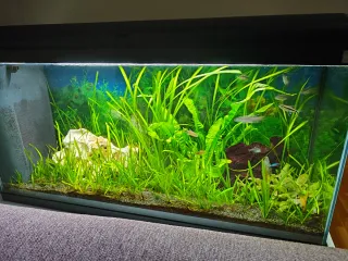 Acuario 100L con mueble y filtro