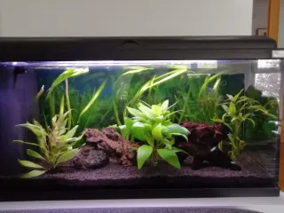 Acuario 100L con mueble y filtro