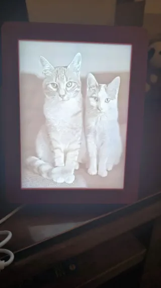 Litografia di due gatti