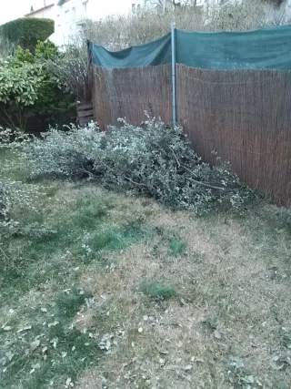 Se regala Restos de poda de encinas