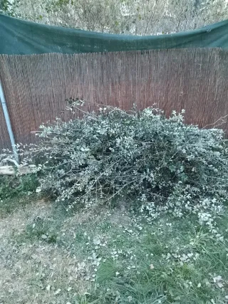 Se regala Restos de poda de encinas