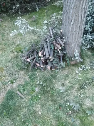 Se regala Restos de poda de encinas