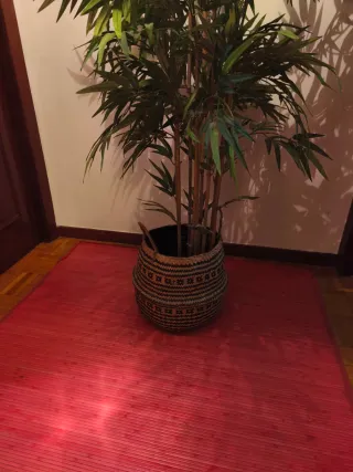 Planta de bambú decorativa