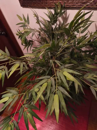 Planta de bambú decorativa