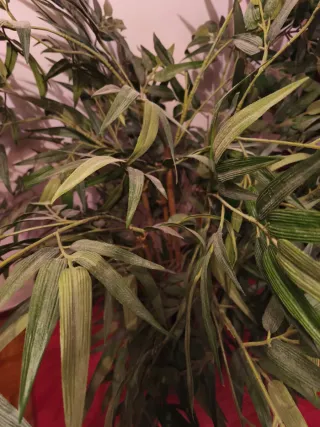 Planta de bambú decorativa