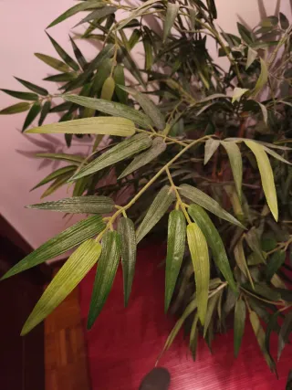 Planta de bambú decorativa