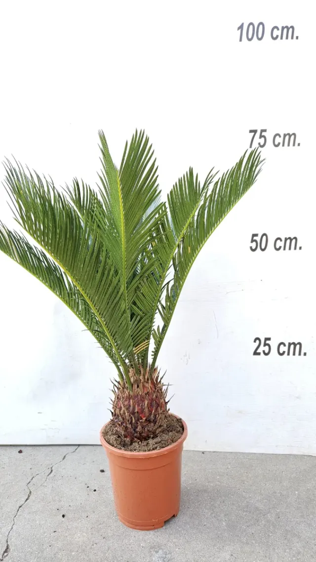Cyca revoluta planta