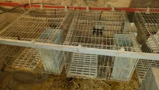 Jaulas conejos