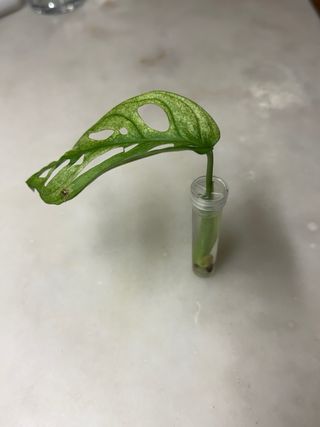 Estaca Monstera Adansonii Indonesian Marble