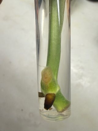 Estaca Monstera Adansonii Indonesian Marble