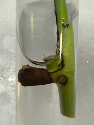 Estaca Jiboia Scindapsus aureus