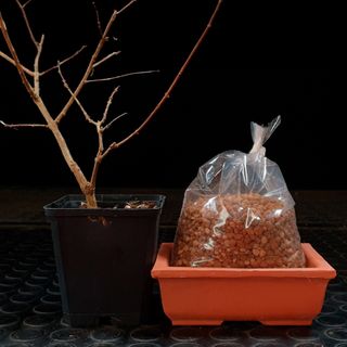 Arce Nioi Shohin Bonsai Zero (premna japonica)