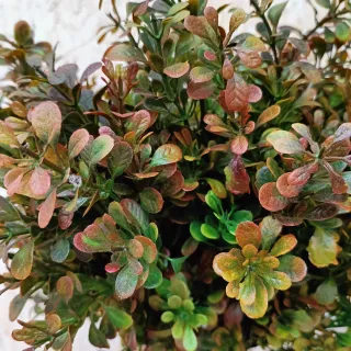 Set 3 Rami Bosso Artificiale Buxus