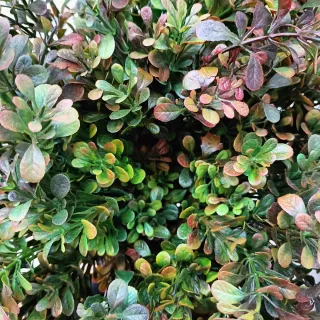 Set 3 Rami Bosso Artificiale Buxus