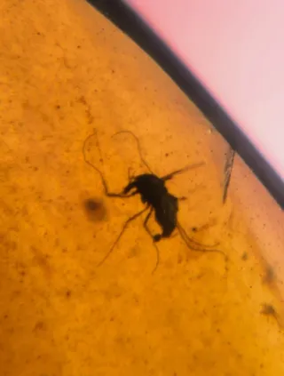 Fósil de insecto en ámbar. 10/15/17.