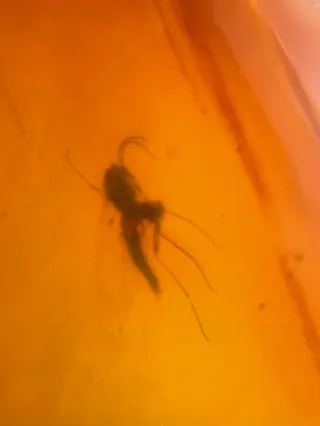 Fósil de insecto en ámbar. 10/15/17.