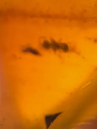 Fósil de insecto en ámbar. 10/15/17.