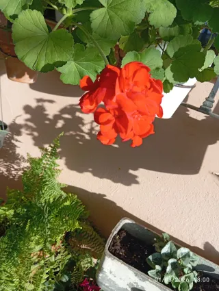 Planta Petunia Negra