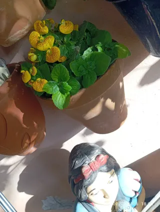 Planta Petunia Negra