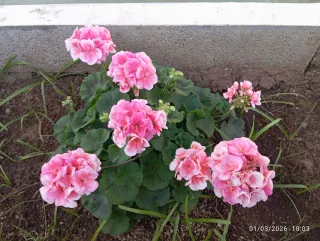 Planta Petunia Negra