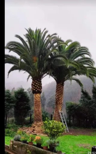 Limpieza, desbroze, siega Poda y tala en altura