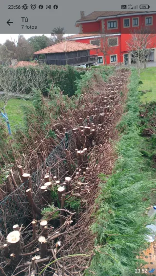 Limpieza, desbroze, siega Poda y tala en altura