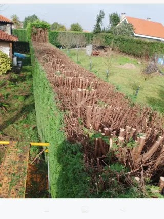 Limpieza, desbroze, siega Poda y tala en altura