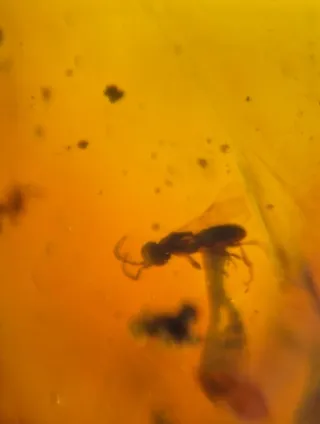 Fósil de insecto en ámbar. 10/13/17