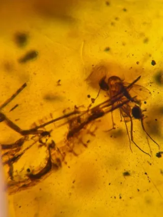 Fósil de insecto en ámbar. 10/13/17