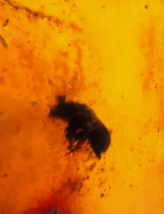 Fósil de insecto en ámbar. 10/13/17