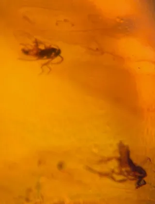 Fósil de insecto en ámbar. 10/13/17