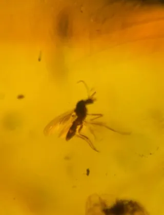 Fósil de insecto en ámbar. 10/13/17